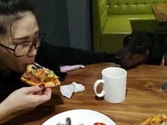 -百好乐宠物友好餐厅(朝外大街店)