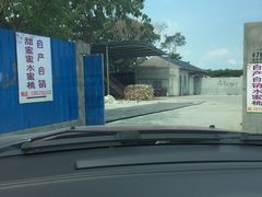 -南汇新场正宗水蜜桃采摘