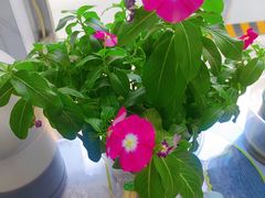 -小白房辣焙子(西落凤街店)