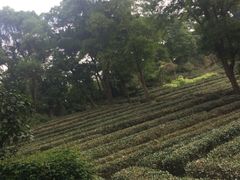 -东部华侨城