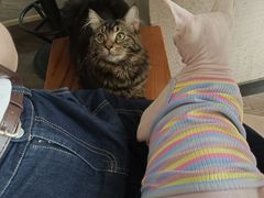 -蓝鲸·缅因猫舍