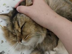 -猫域·湾主题猫咖·宠物吧(南坪城市广场店)