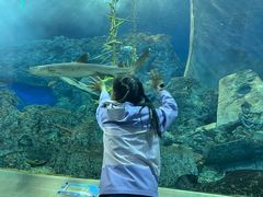 -芜湖新华联大白鲸海洋公园