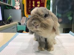 -雨林宠物医院 非犬猫异宠专科