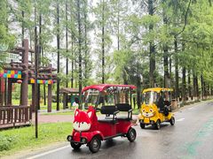 -黄海国家森林公园