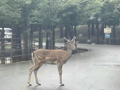-秦皇岛野生动物园