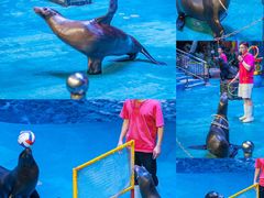 -烟台海昌鲸鲨海洋公园