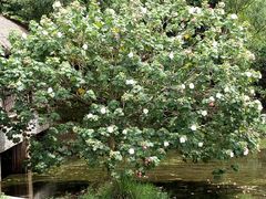 -贵阳市花溪国家城市湿地公园