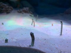 -暹罗海洋世界