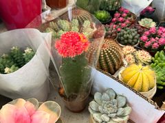 -曲阳花鸟市场(曲阳路店)