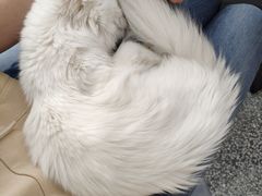 -绒爪撸猫下午茶·猫咖