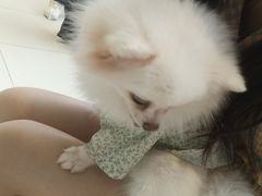 -怪兽屋·羊驼·猫咖·狗咖(俊华广场店)