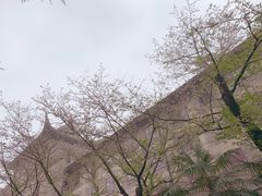 -武汉大学-樱园