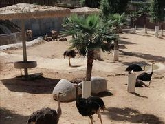 -泉州海丝野生动物世界