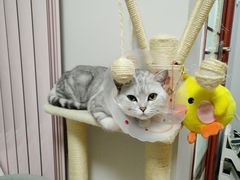 -佳怡动物医院·平价24小时·猫专科骨外科