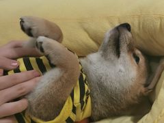 -逗柴咖啡屋·狗咖猫咖宠物桌游
