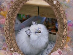 -东方名猫馆·英短金渐层布偶猫舍(环线广场1号楼店)