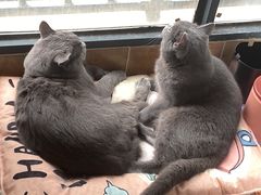 -伟伟宠物医院·瑞派猫友好医院·猫科(光谷店)