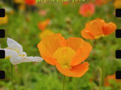 -上海滨江森林公园