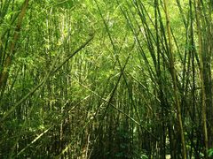 -开平碉楼文化旅游区马降龙景区