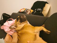 -爱侣宠医·鹦鹉专科·小型哺乳类·异宠专科(灵石路店)