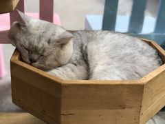 -more than meow吴止猫主题餐厅(承德 中船汇店)