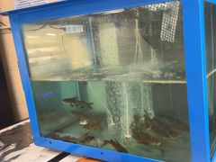 -重庆老船夫冷锅鱼(黄金路店)