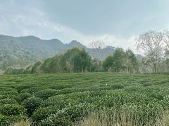 -野蔓果·山野菜(西湖景区·龙井茶田店)
