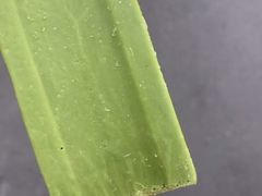 抹茶冰棍-老鼎丰(靖宇街总店)