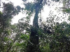 -西双版纳原始森林公园