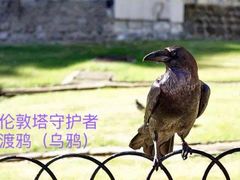 -伦敦塔