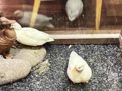 -AKIMOTO秋本寿司(双井店)