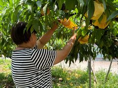 -老袁家蜜桃农场·阳山水蜜桃