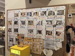 -滚猫咖啡·猫咖·猫友好撸猫(未来城店)