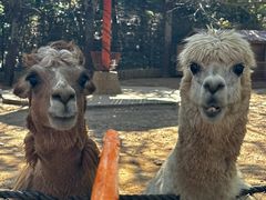 -大连森林动物园