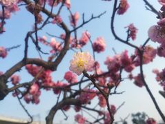 -秀丽东方