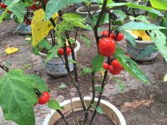 -普陀山风景名胜区-法雨禅寺