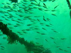 -蓝湾碧波·老字号·疍家非遗海上餐厅