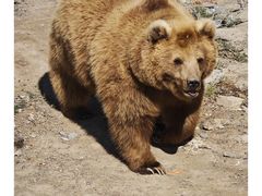 -新疆天山野生动物园