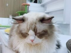 -COLOR PETS 撸猫馆·购猫·猫咖(长风大悦城店)