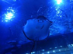 -成都浩海立方海洋公园