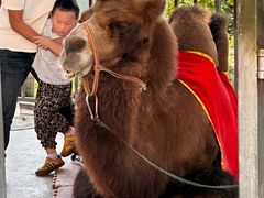 -合肥野生动物园