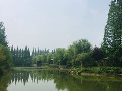 -黄海国家森林公园