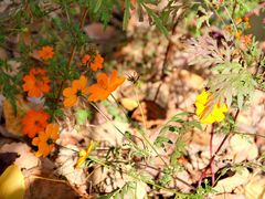 -合肥滨湖国家森林公园