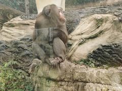 -黔灵山公园