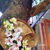 🍓如果有来生，要做一棵树，站成永恒。三毛印记