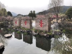 -香雪海