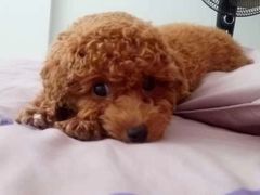 -瑞派康怡24h宠物医院·犬猫医疗中心·微创绝育(瑞景分院)