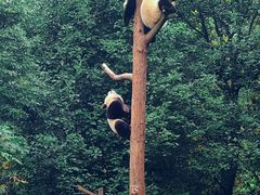 -都江堰中华大熊猫苑