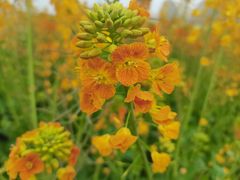 -中国天府农业博览园